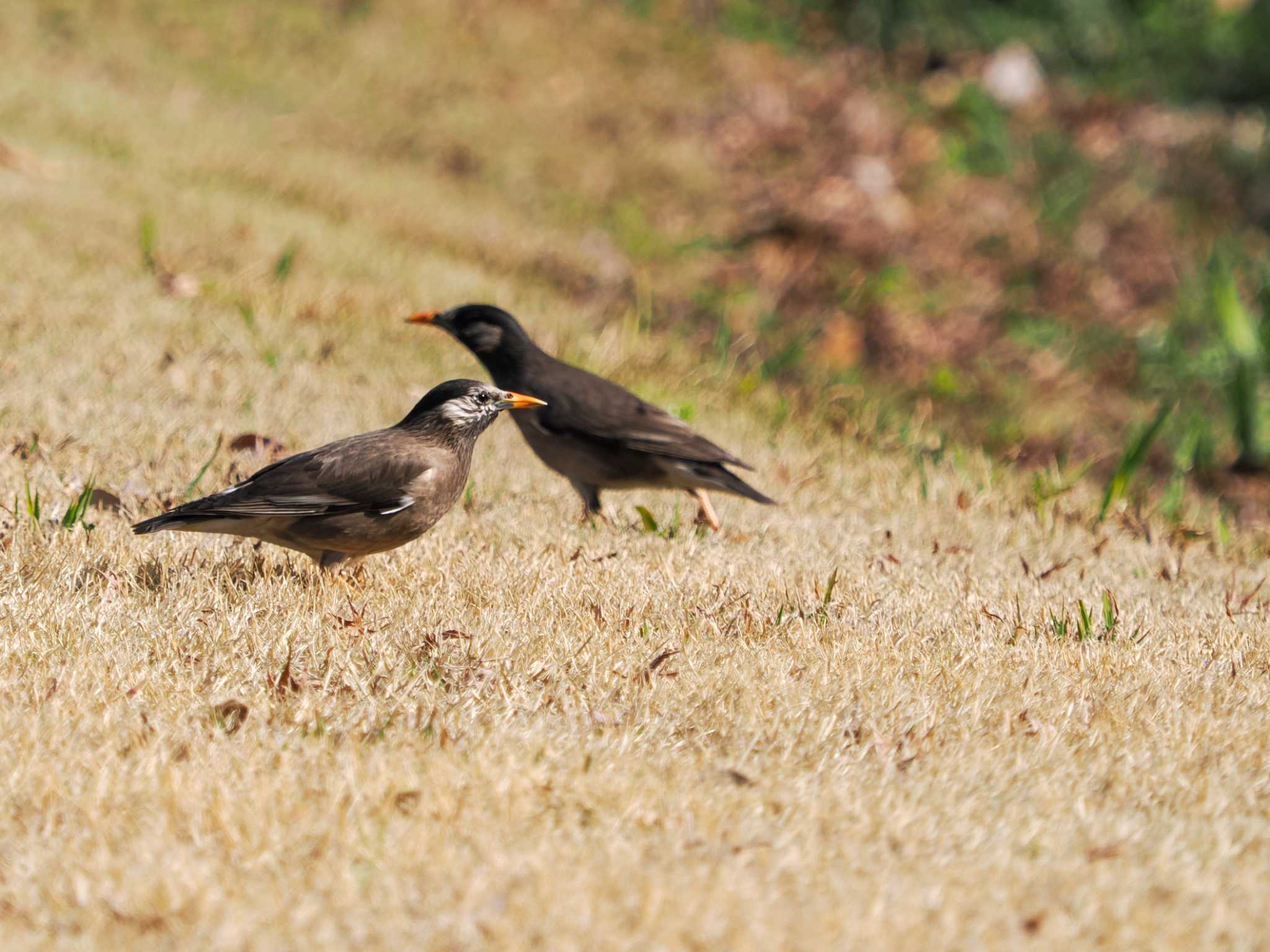 White-cheeked Starling