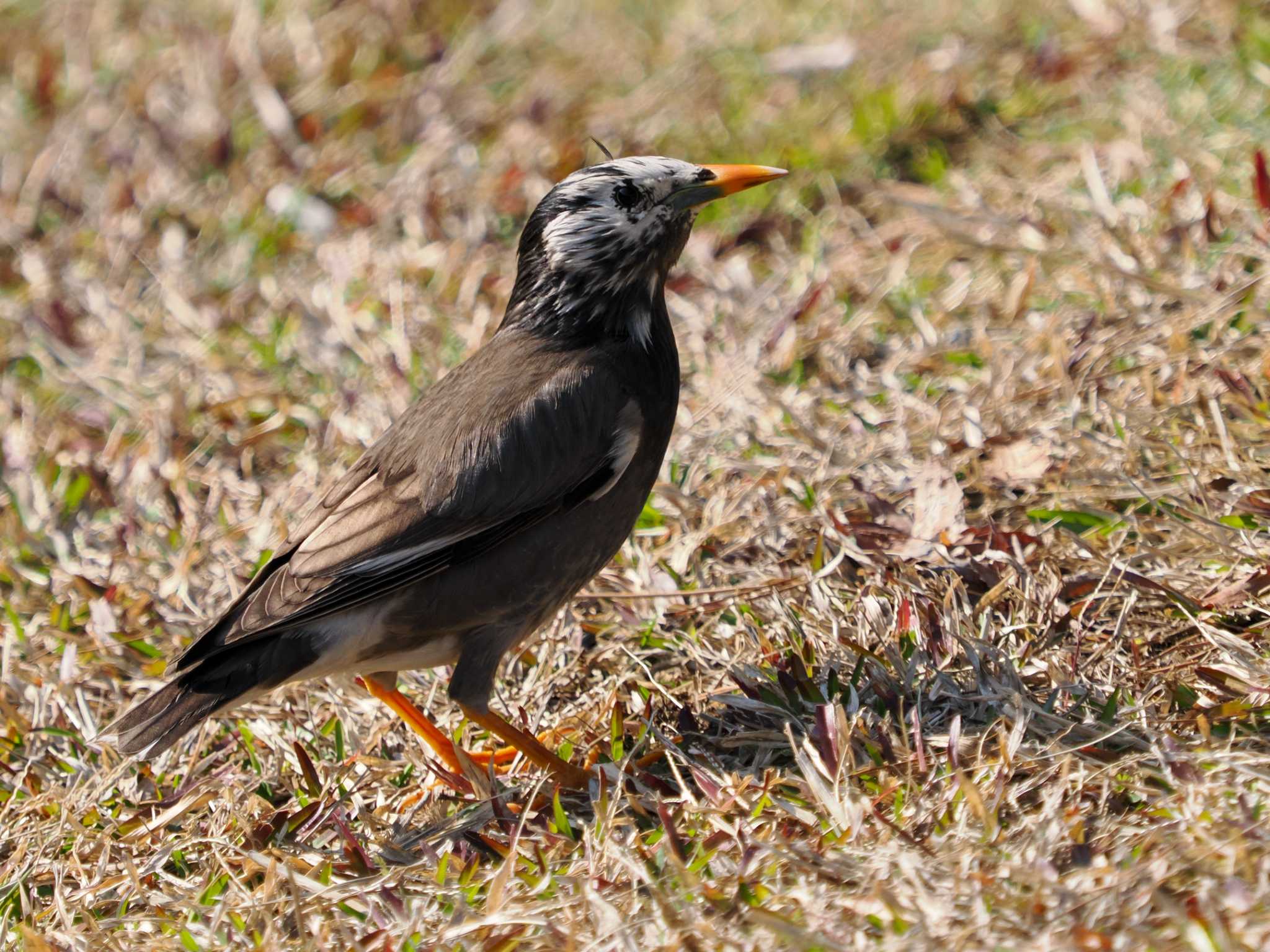 White-cheeked Starling