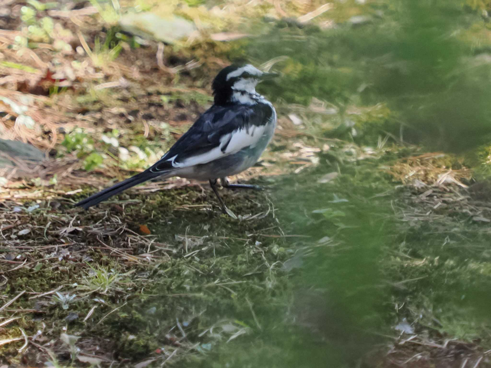 Photo of White Wagtail at Hama-rikyu Gardens by 98_Ark (98ｱｰｸ)