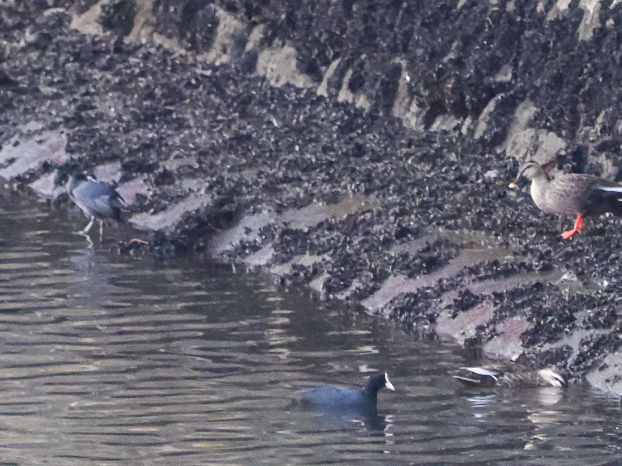 Eurasian Coot