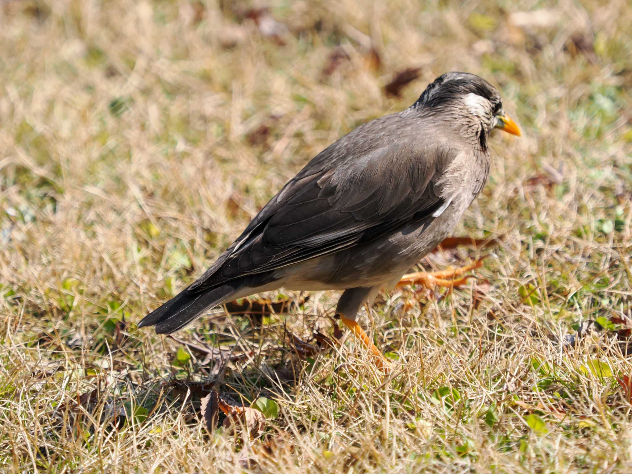 Photo of White-cheeked Starling at Hama-rikyu Gardens by 98_Ark (98ｱｰｸ)