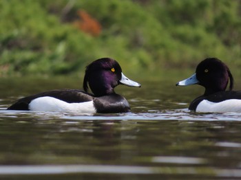 キンクロハジロ 大池親水公園 2024年3月17日(日)