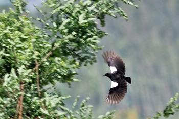 Sooty Chat