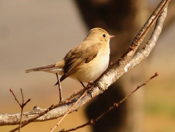 Red-breasted Flycatcher まつぶし緑の丘公園 Sun, 3/3/2024