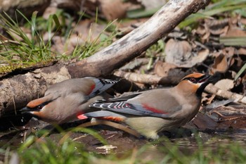 Japanese Waxwing 東京都多摩地域 Sun, 3/10/2024