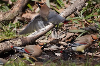 Japanese Waxwing 東京都多摩地域 Sun, 3/10/2024