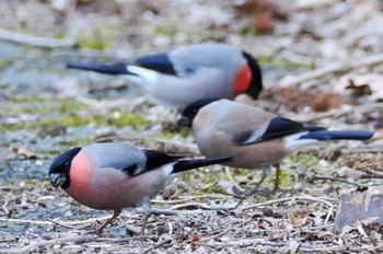 Eurasian Bullfinch Hayatogawa Forest Road Mon, 3/18/2024