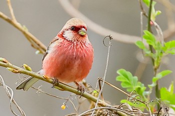 Siberian Long-tailed Rosefinch 祖父江ワイルドネイチャー緑地 Sun, 3/17/2024