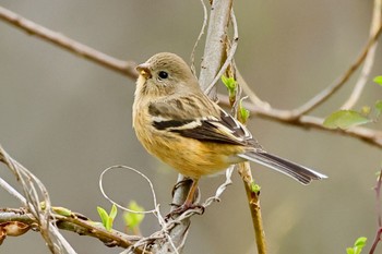 Siberian Long-tailed Rosefinch 祖父江ワイルドネイチャー緑地 Sun, 3/17/2024