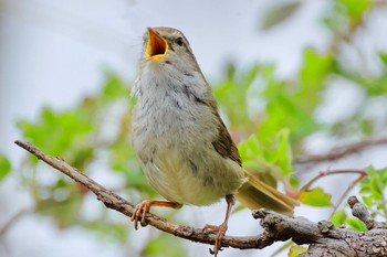 Japanese Bush Warbler 祖父江ワイルドネイチャー緑地 Sun, 3/17/2024