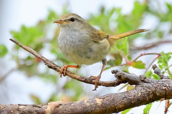 Japanese Bush Warbler 祖父江ワイルドネイチャー緑地 Sun, 3/17/2024