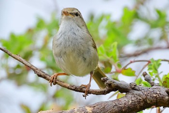 Japanese Bush Warbler 祖父江ワイルドネイチャー緑地 Sun, 3/17/2024