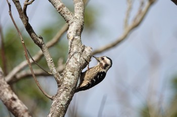 Grey-capped Pygmy Woodpecker 台中都会公園(台湾) Mon, 1/29/2024