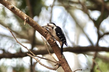 Grey-capped Pygmy Woodpecker 台中都会公園(台湾) Mon, 1/29/2024