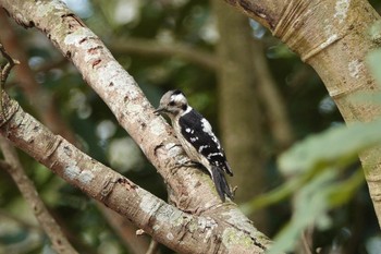 Grey-capped Pygmy Woodpecker 台中都会公園(台湾) Mon, 1/29/2024