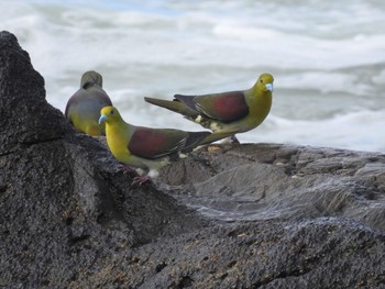 アオバト 大磯照ヶ崎海岸 2018年7月31日(火)