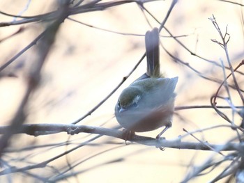 Japanese Bush Warbler Hayatogawa Forest Road Sat, 3/16/2024