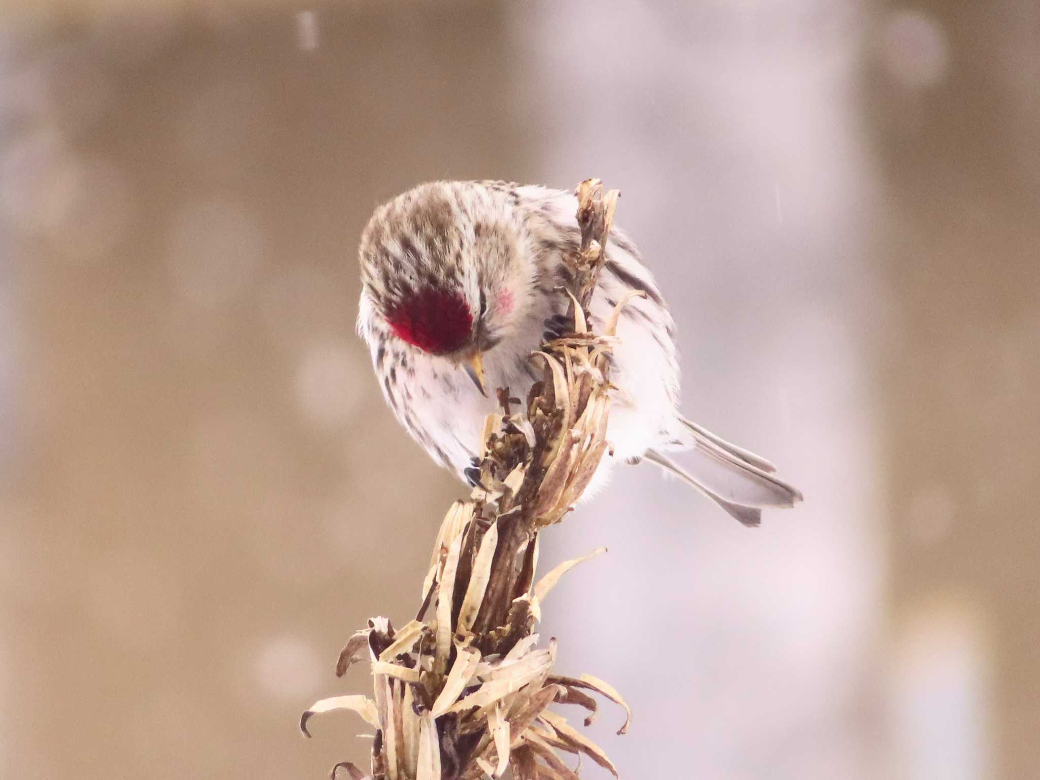 Common Redpoll