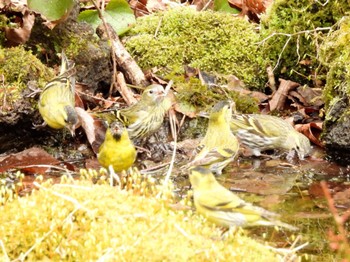 Eurasian Siskin 静岡県 Sun, 3/17/2024