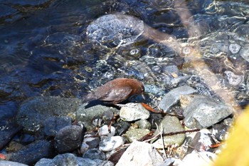 Brown Dipper Hayatogawa Forest Road Fri, 3/15/2024