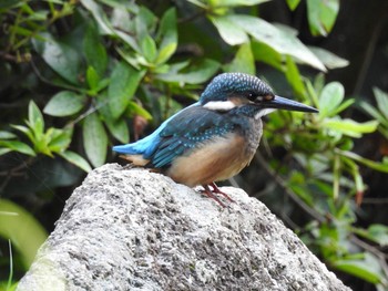 カワセミ 東高根森林公園 2018年6月30日(土)