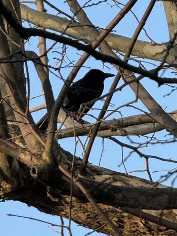 2024年3月18日(月) MFχ(23区西部)の野鳥観察記録