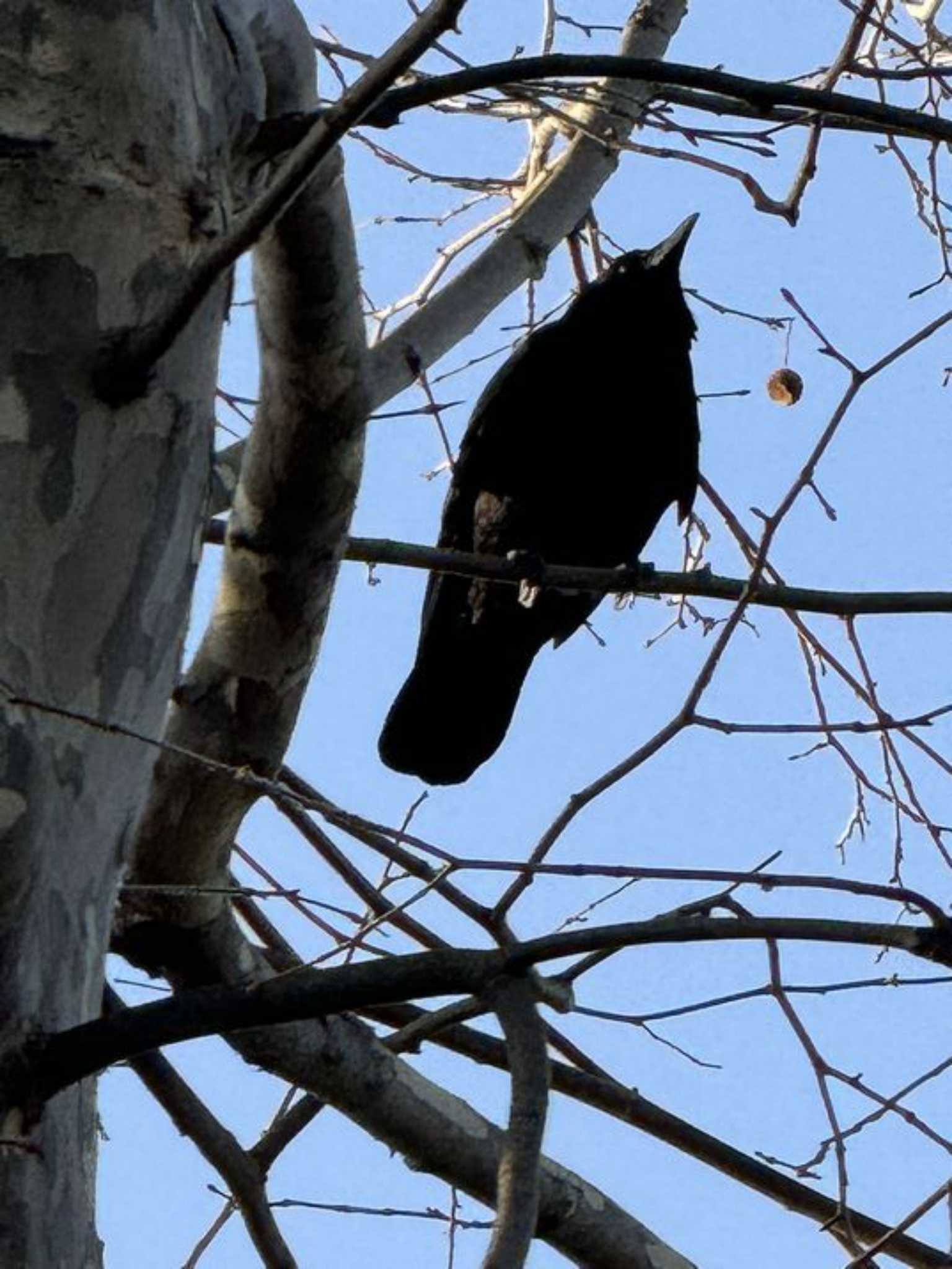 Photo of Carrion Crow at MFχ(23区西部) by Dp KAKi