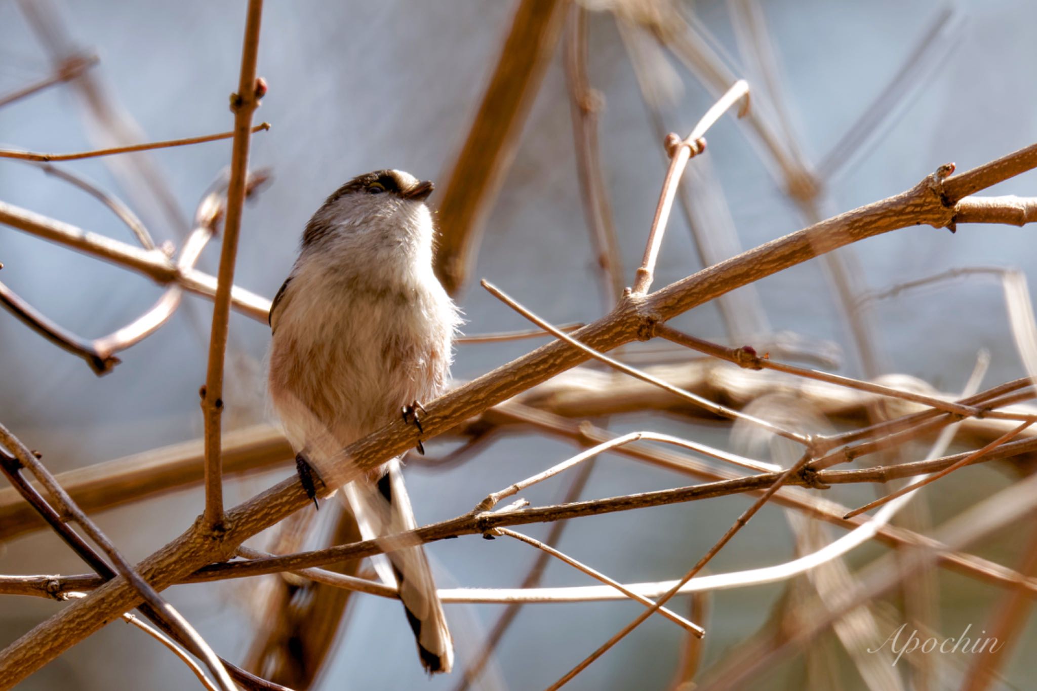 Photo of Long-tailed Tit at Hayatogawa Forest Road by アポちん