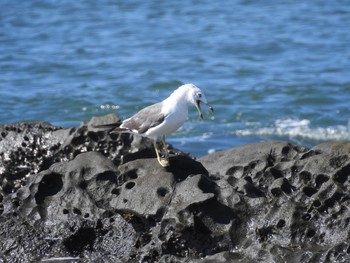 オオセグロカモメ 大磯照ヶ崎海岸 2018年7月31日(火)