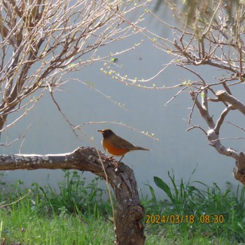 Brown-headed Thrush Kasai Rinkai Park Mon, 3/18/2024