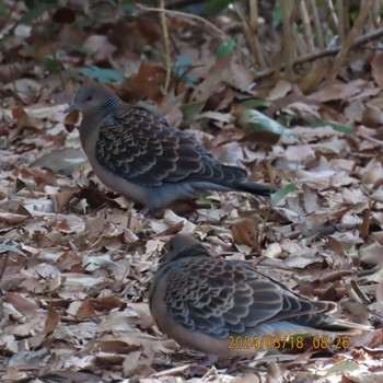 Oriental Turtle Dove Kasai Rinkai Park Mon, 3/18/2024