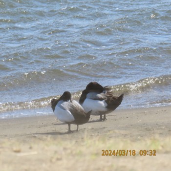 Greater Scaup Kasai Rinkai Park Mon, 3/18/2024