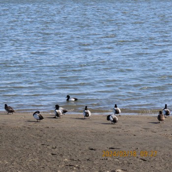 Greater Scaup Kasai Rinkai Park Mon, 3/18/2024