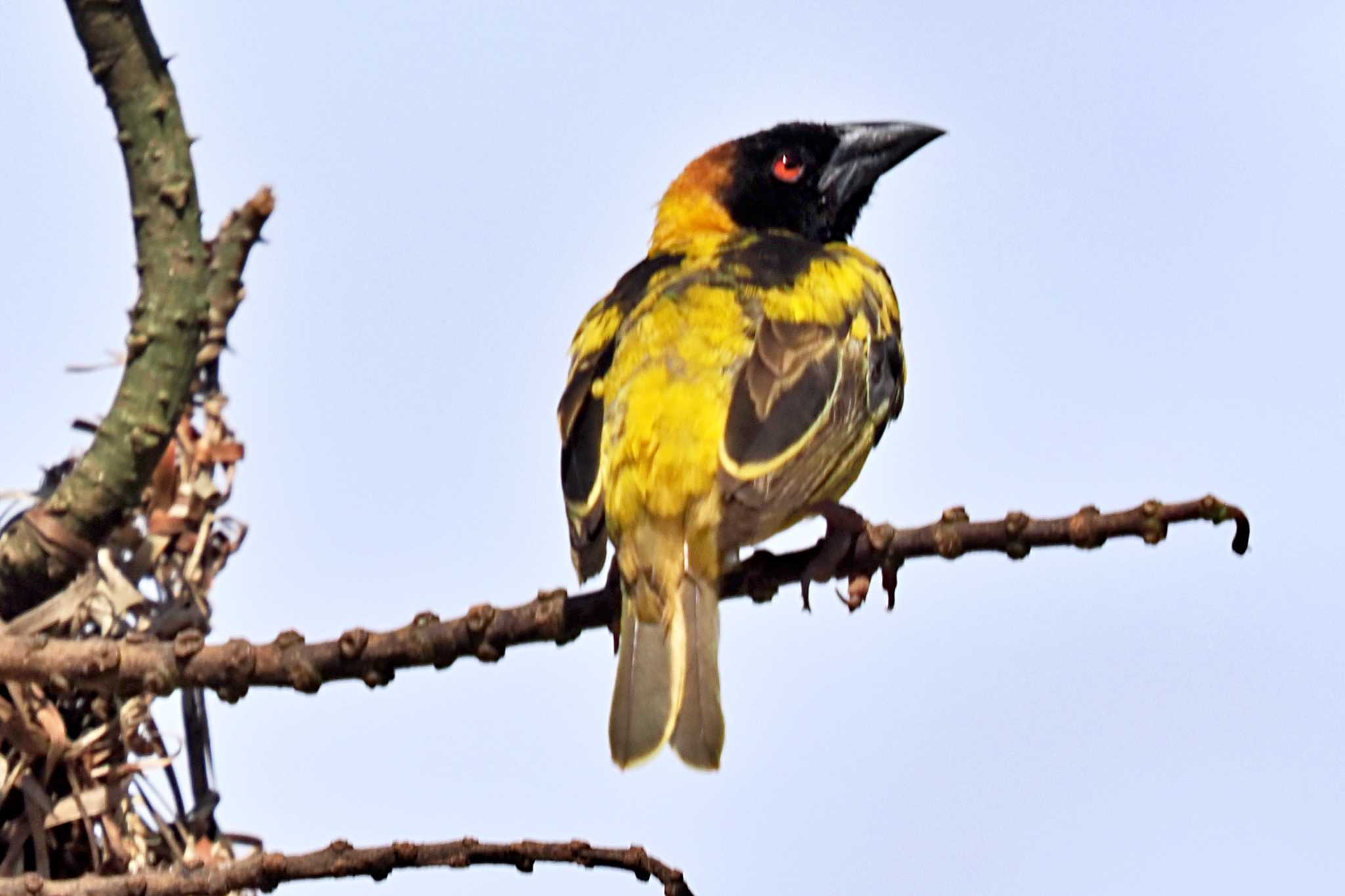 Photo of Village Weaver at ウガンダ by 藤原奏冥