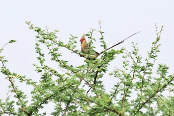 Blue-naped Mousebird