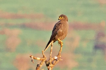 Grey Kestrel