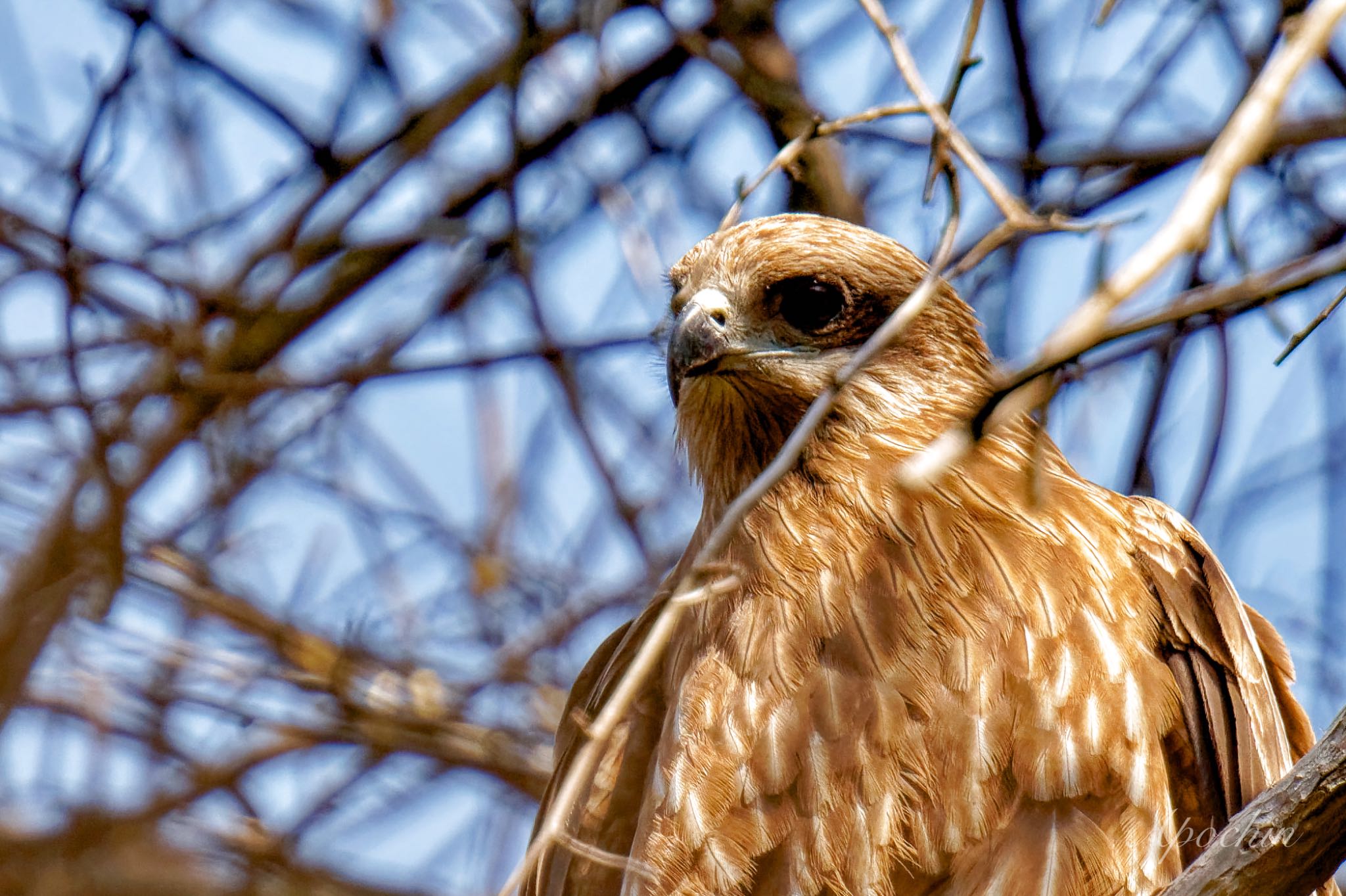 Photo of Black Kite at Hayatogawa Forest Road by アポちん