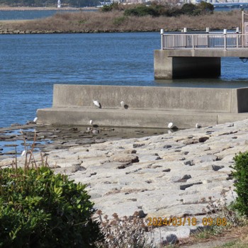 2024年3月18日(月) 葛西臨海公園の野鳥観察記録