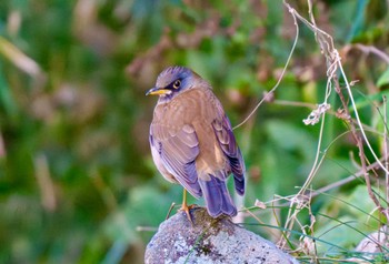 Pale Thrush 衣笠山公園 Wed, 2/28/2024