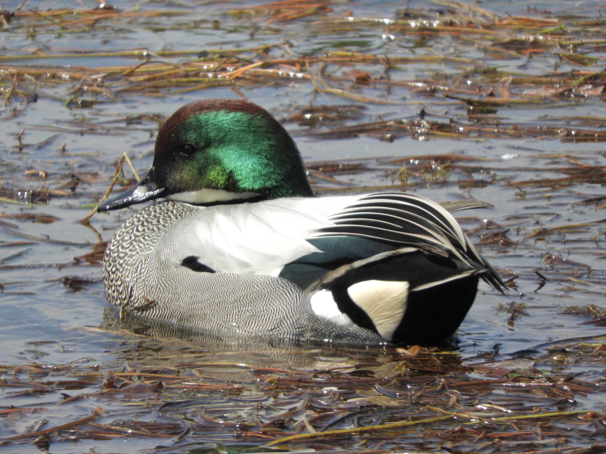 Falcated Duck