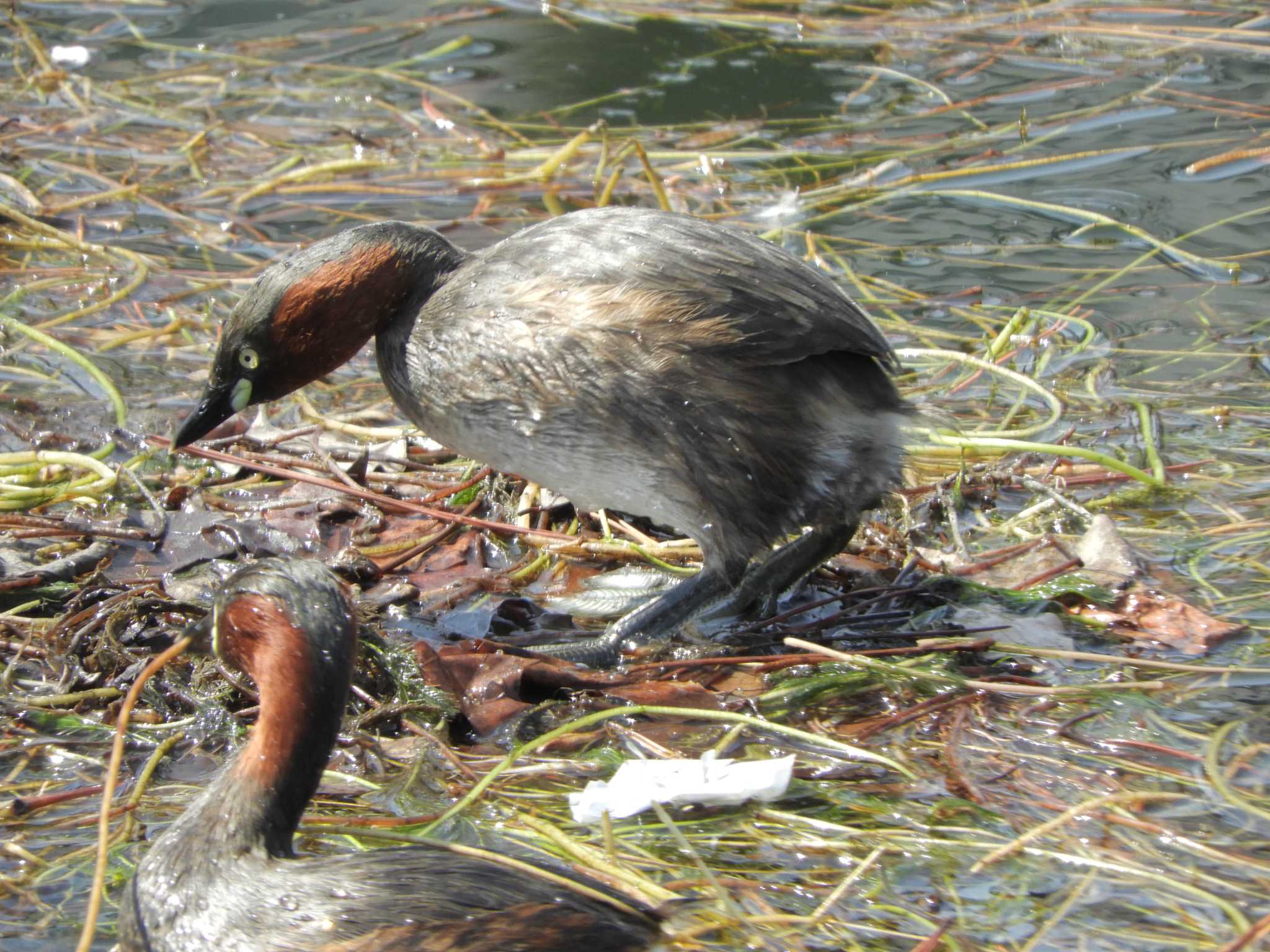 Little Grebe