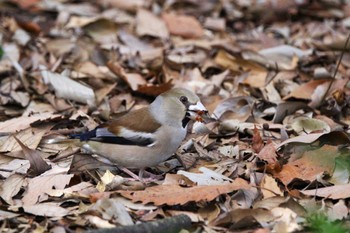 Hawfinch 山田池公園 Mon, 3/18/2024