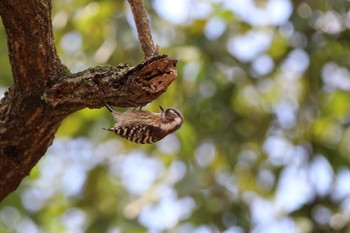 Japanese Pygmy Woodpecker 山田池公園 Mon, 3/18/2024