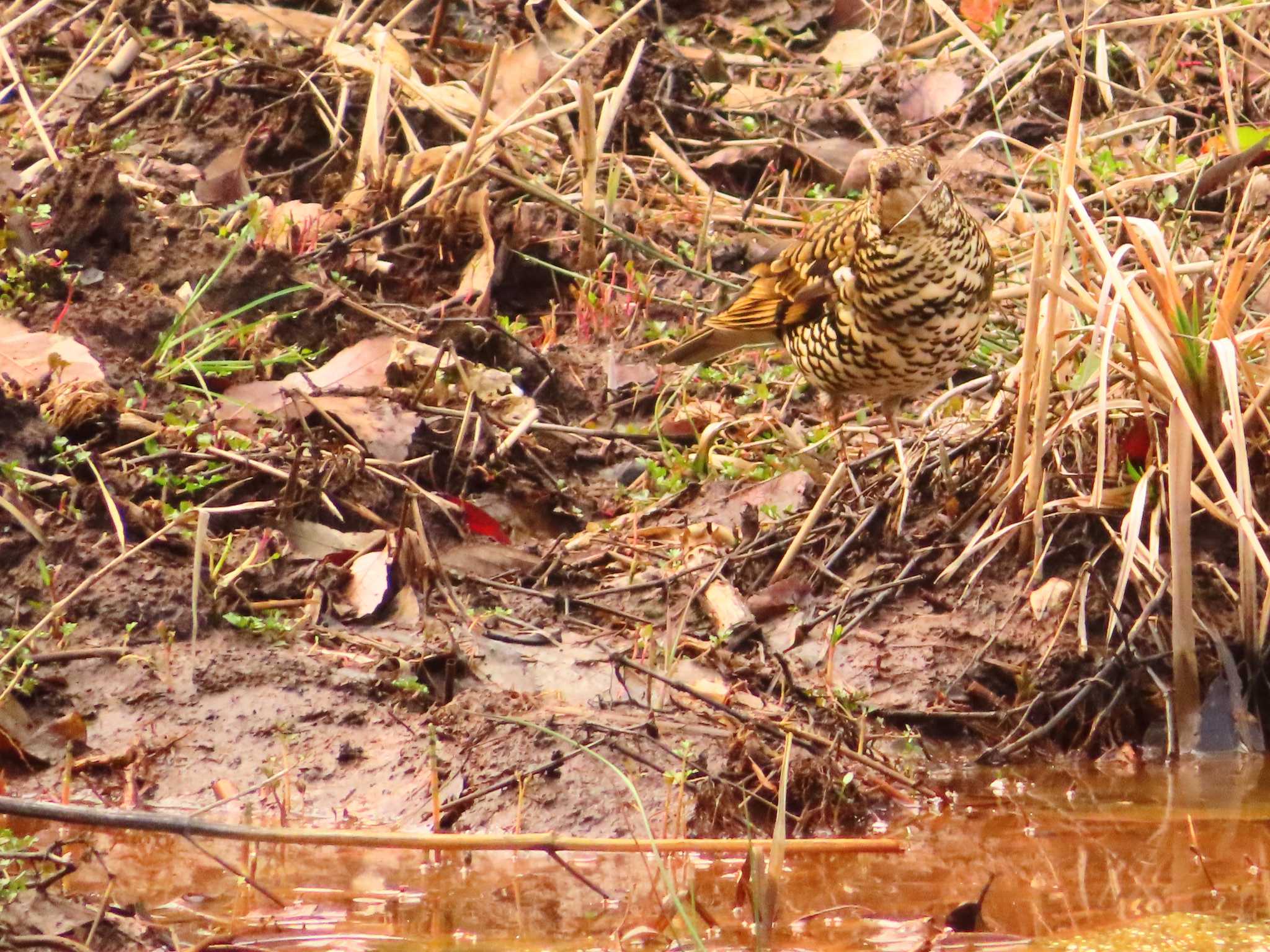 White's Thrush