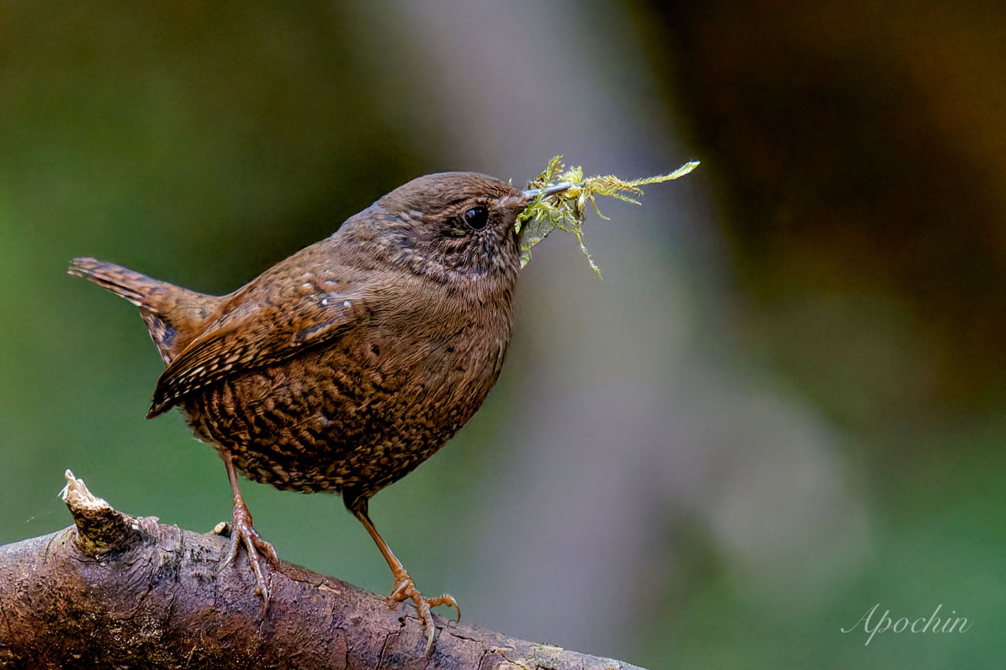 Photo of Eurasian Wren at Hayatogawa Forest Road by アポちん