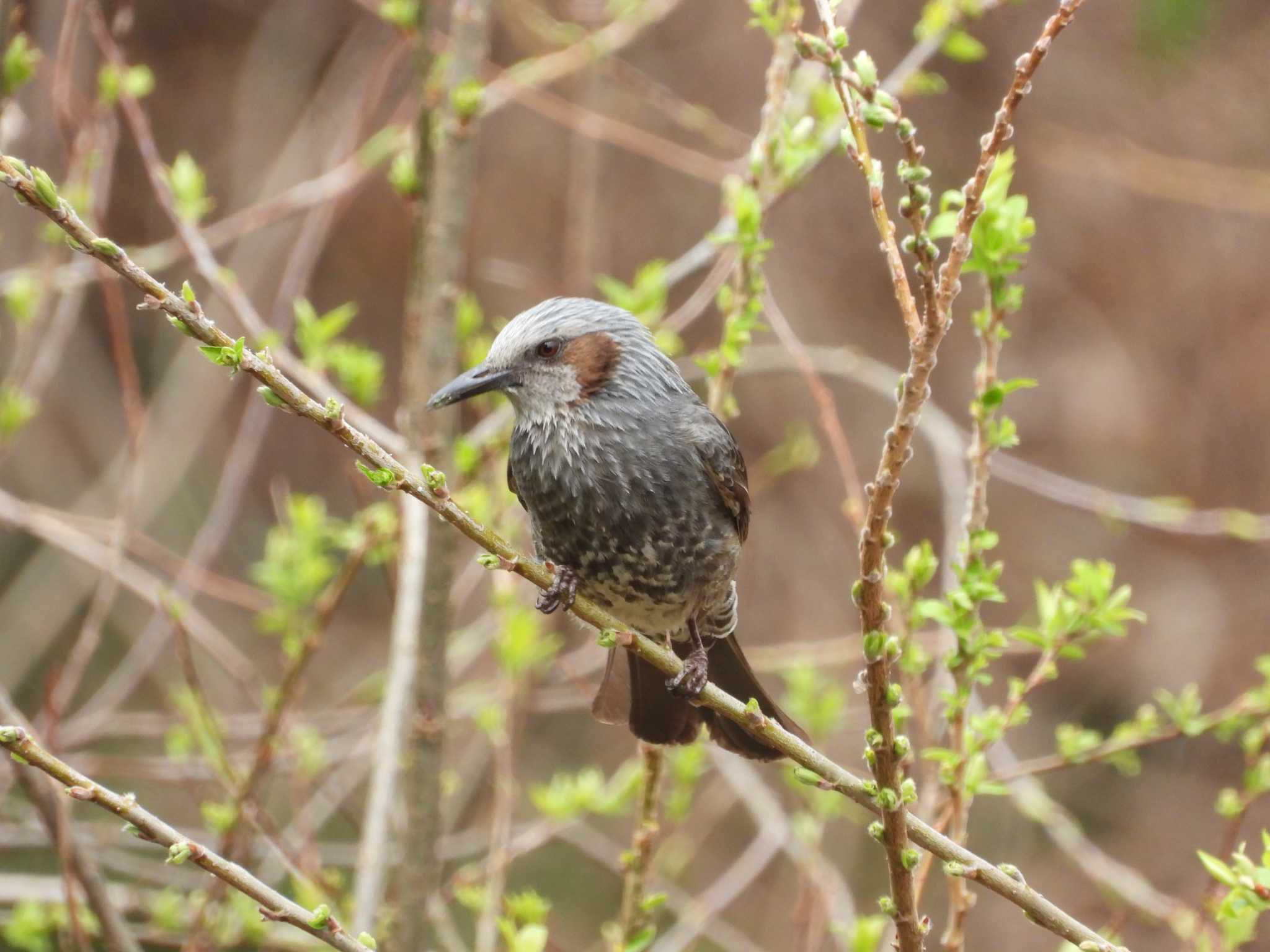 Brown-eared Bulbul