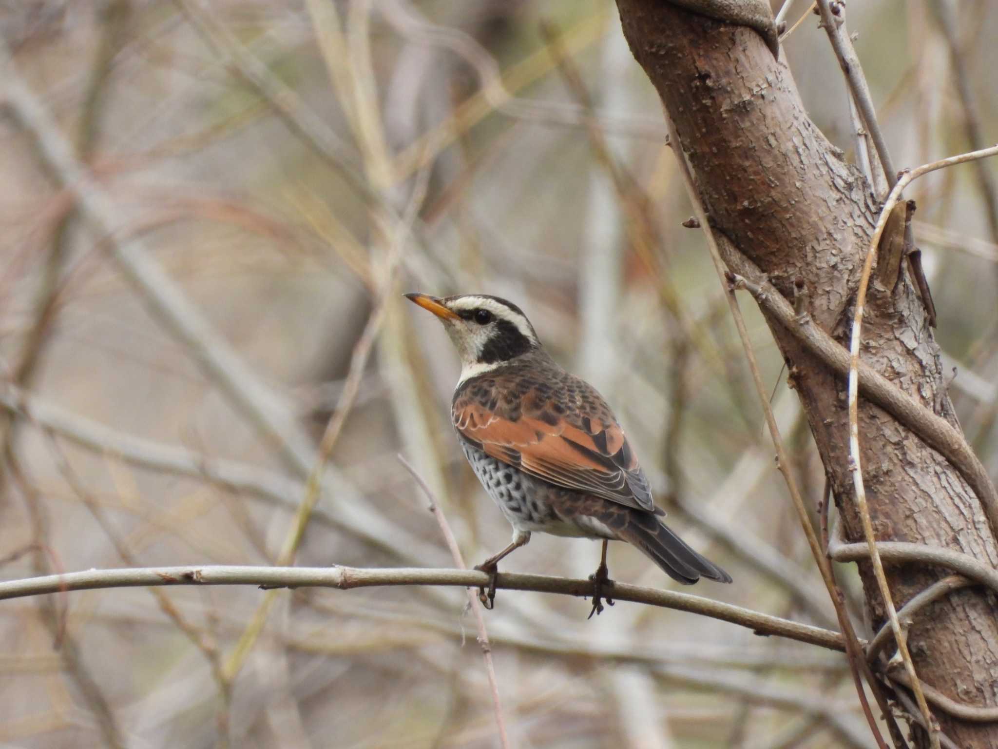 Dusky Thrush