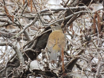 Pale Thrush Shimizu Park(Chiba, Noda) Sun, 3/17/2024