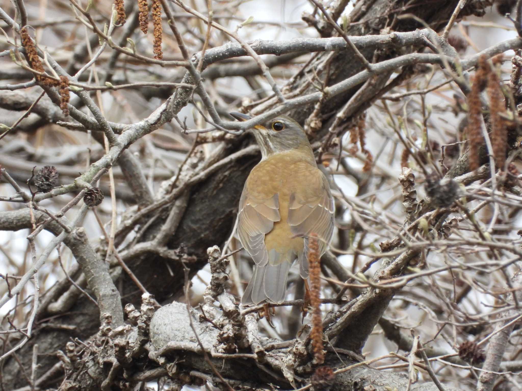 Pale Thrush