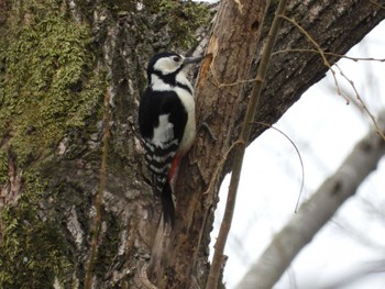 Great Spotted Woodpecker Shimizu Park(Chiba, Noda) Sun, 3/17/2024